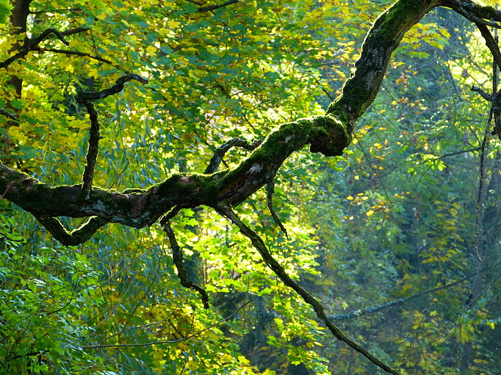 gren, träd, krokiga, bemoost, knotiga, hösten, naturen