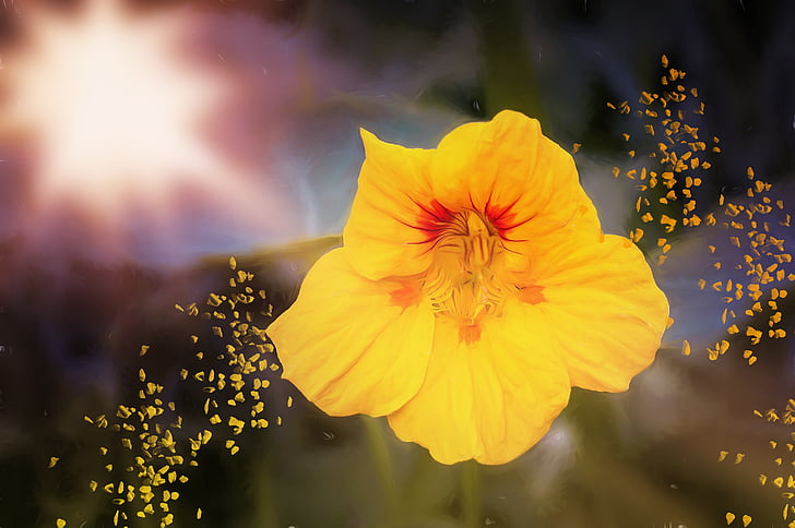 bức tranh, Hoa, Nasturtium, cải xoong, Sơn, màu vàng, Blossom