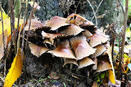 houby, Příroda, Les