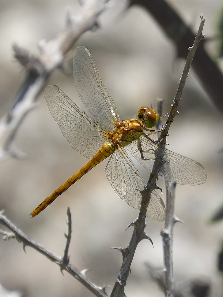 Dragonfly, guld trollslända, insekt, vid sida, detalj, skönhet