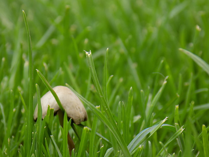 mushroom, natural, meadow, green, grass, spring