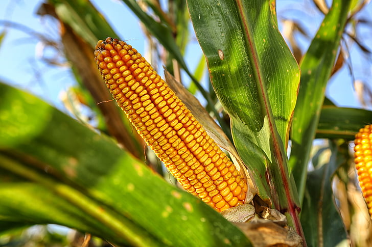 Corn par vālīšu, daba, augkopības, pārtikas produkti un dzērieni, pārtika, pieaugums, lauksaimniecība