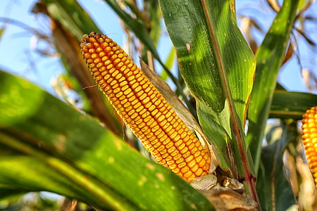 corn on the cob, nature, crop, food and drink, food, growth, agriculture