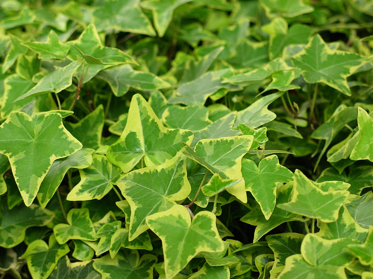 ivy, green plant, nature, green, climber, ranke, leaves