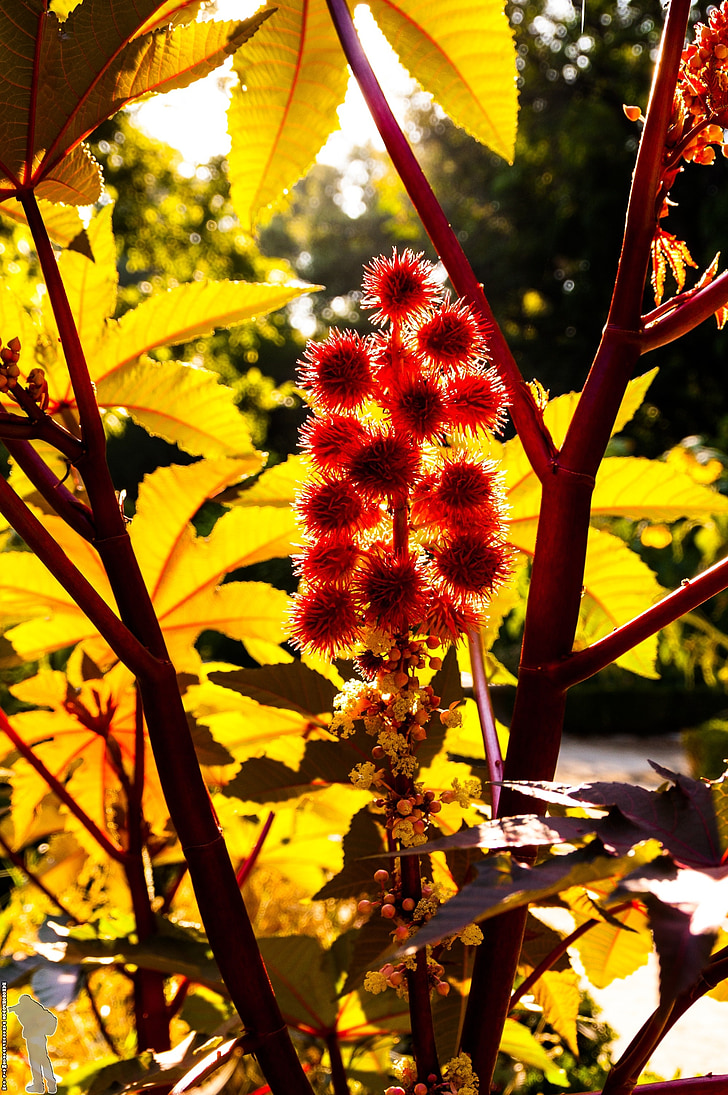 flor, natura, primavera