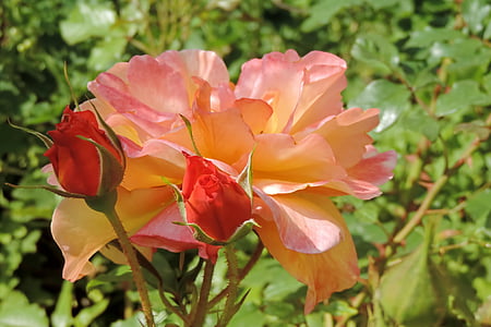 άνθος, άνθιση, τριαντάφυλλο, Floribunda, σολομός, ο οφθαλμός, λουλούδι