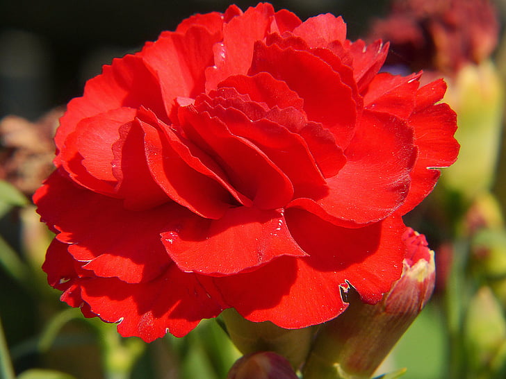 carnation, red, flower, blossom, bloom, plant, carnation family