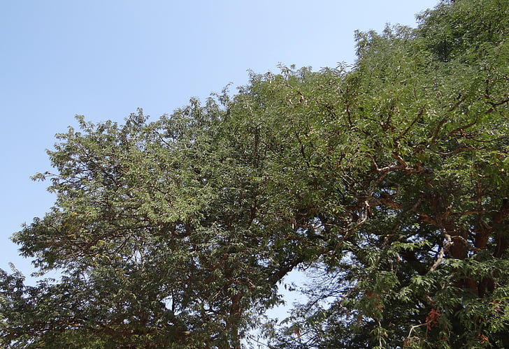 Tamarind tree, tamarindus indica, augļi, skābs, zāļu, Indija