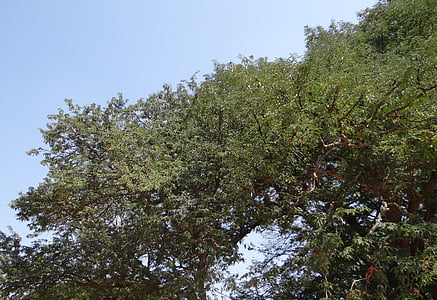 Tamarind copac, Tamarindus indica, fructe, acru, medicamentoase, India