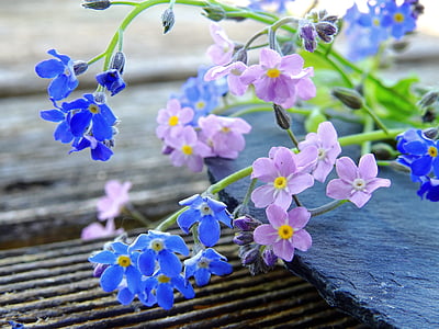 forget me not, flowers, blue, pink, pointed flower, blossom, bloom