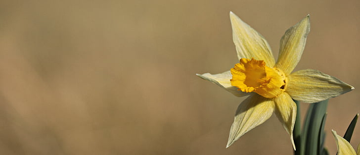 narcisy, žltá, jar, kvet, kvet, kvet, Narcis pseudonarcissus