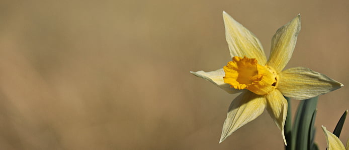 narcizai, geltona, pavasarį, žiedų, žydėti, gėlė, Narcizas-pseudonarcissus