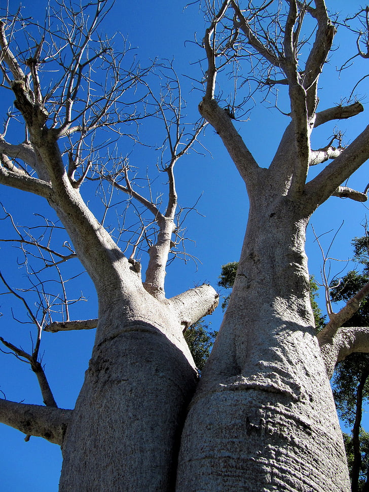 Baobab, Perth, Kings park, träd, Adansonia digitata, döda-råtta träd, apa-bröd träd