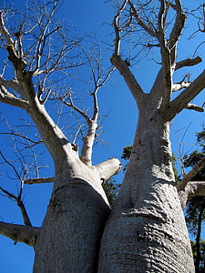 Baobab, Perth, Kings park, strom, adansonia digitata, Dead-rat strom, opice chlieb strom