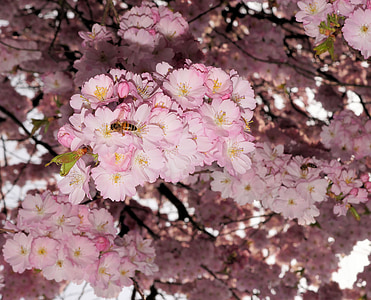 japāņu ķiršu koki, Ķirsis, ziedi, rozā, izsoles, pagalmā, Pavasaris