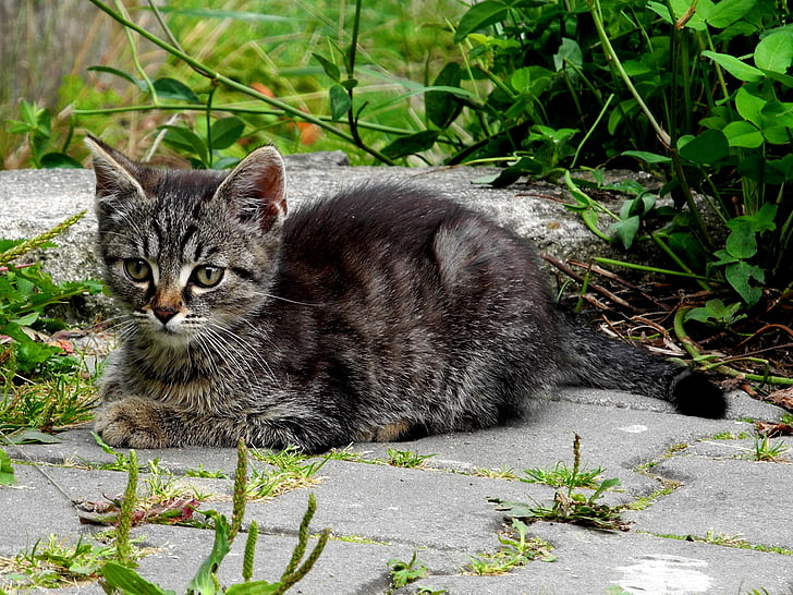 katten, kattunge, innenlands cat, Tomcat, svart og hvit katt, grå
