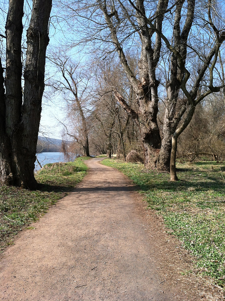 trail, spring, trees, bare, nature, path, walk