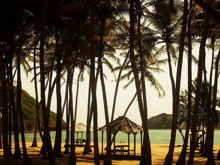 spiaggia, noce di cocco, Palma, Vacanze, Caraibi, Isola, Tropical