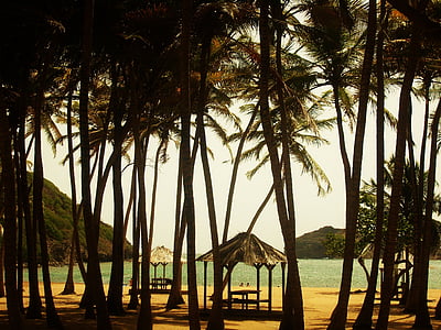 Playa, coco, Palma, vacaciones, Caribe, Isla, tropical