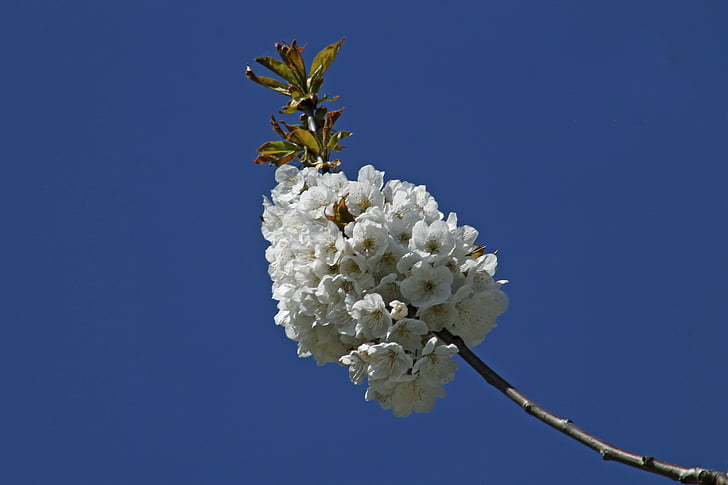 Cherry blossom, blå vår, Bloom, Blossom, Spring awakening, vit, gren