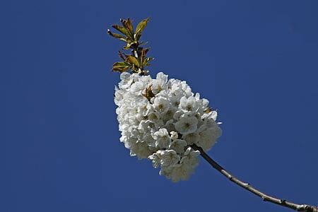 fiore di ciliegio, primavera blu, Bloom, Blossom, risveglio di primavera, bianco, ramo