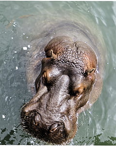 Sudáfrica, hipopótamo, Parque Kruger, Hippopotamus amphibius, herbívoro, Sabana, punto de agua