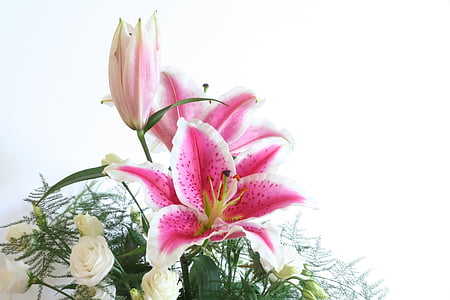 Lily, bunga, merah muda, Blossom, mekar, Tutup, alam