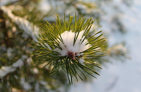 winter, snow, spruce, winter forest, krupnyj plan