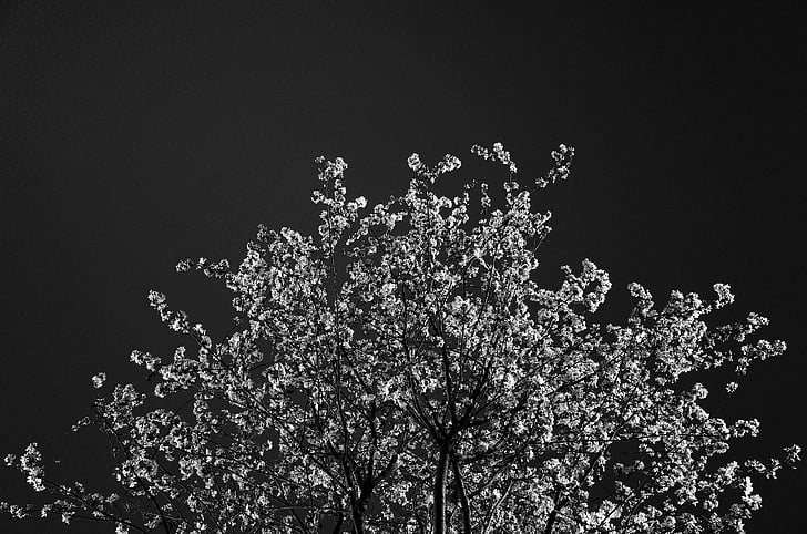 δέντρο, άνθη, μαύρο και άσπρο, φύση, άνοιξη, κεράσι, υποκατάστημα