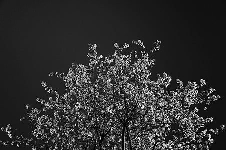 strom, květy, černá a bílá, Příroda, jaro, třešeň, větev