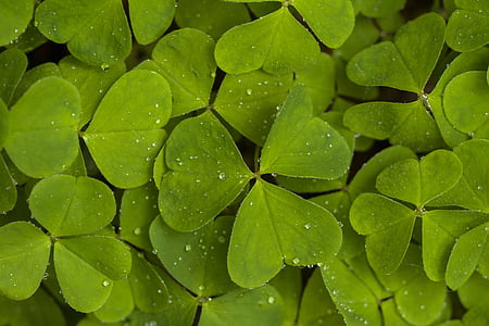 Щавель, Природа, лес, Четыре листьев клевера, Кислица обыкновенная, зеленый ковер, символ удачи