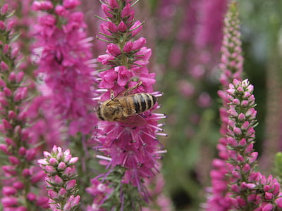 Lupino, abella, natura, mel, abella de la mel, macro, jardí