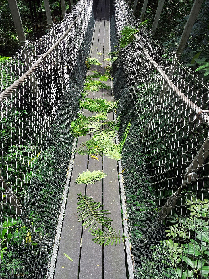 bridge, hanging bridge, soft bridge, rope bridge, way, trail