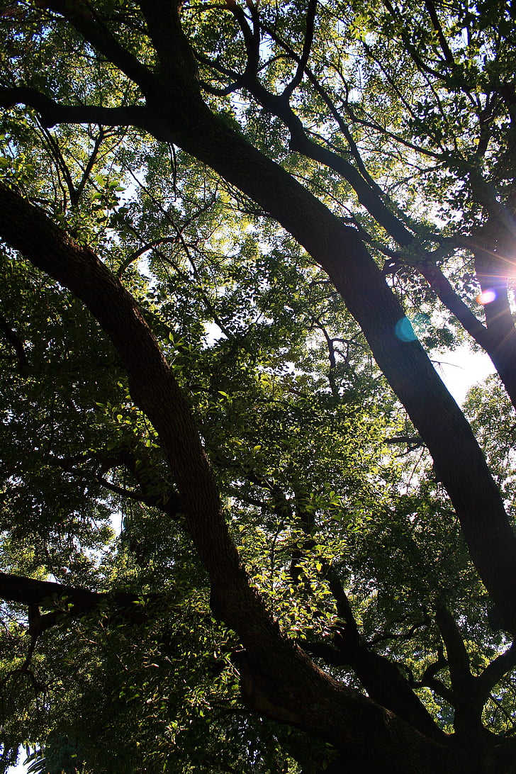 oak tree, tree, oak, large, spread out, sun, focus