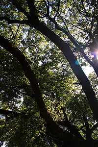 cây sồi, cây, Oak, lớn, trải ra, mặt trời, tập trung