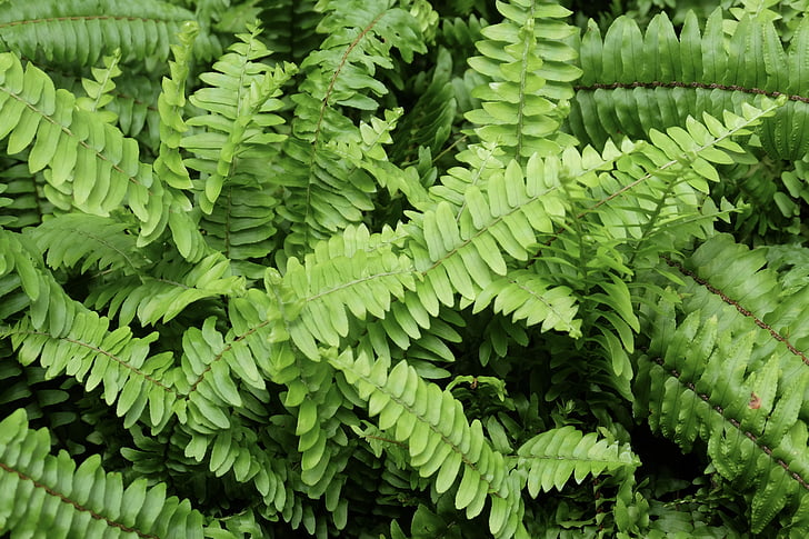 fern, green, sun, day, forest, nature, plant