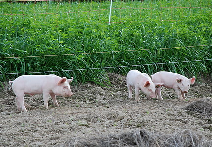 돼지, 돼지, 귀여운, 달콤한, 동물, 핑크, 뿌리 다