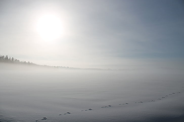Zimní, sníh, pole, slunce, sluneční světlo, Hare trasování, trasování