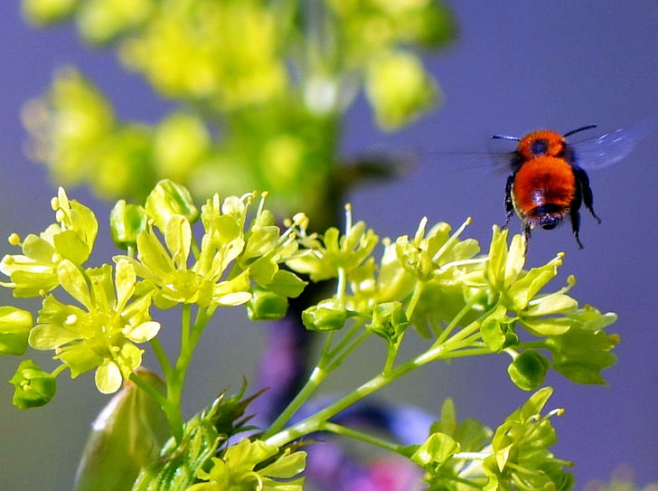 Hummel, μύγα, το καλοκαίρι, έντομο, φύση, μέλισσα, λουλούδι