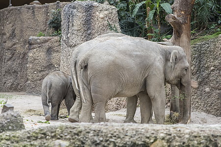 Zoološki vrt, slon, mladunče, roditelj, Zurich zoološki vrt, sisavac, životinja