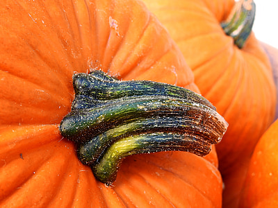 pumpkin, gourd, autumn, decoration, vegetables, harvest, helloween