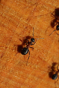hormiga, detalle, madera, naturaleza, animal, vida