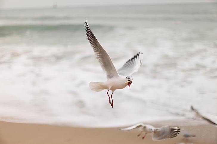 Seagull, Baru, laut