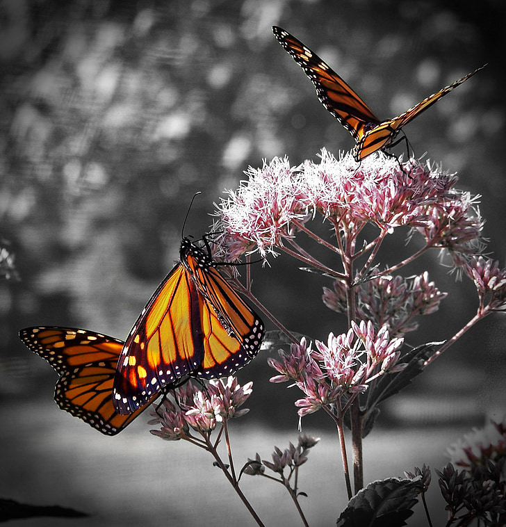 Monarch, motýľ, Lesné kvety, rastlín, hmyzu