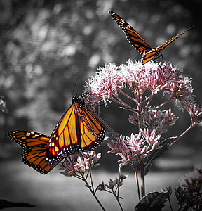 Monarch, kupu-kupu, hutan bunga, tanaman, serangga