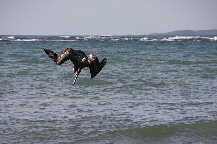 Pelikan, del Pacífic, Mar, ocell, Costa rica, l'aigua, Amèrica central