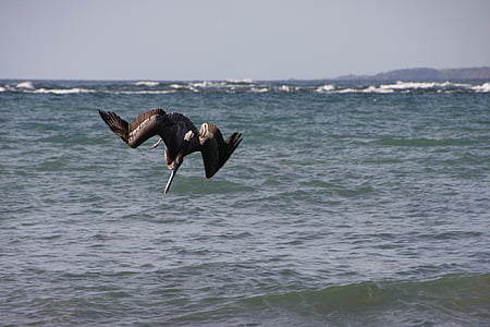 pelikan, pacific, sea, bird, costa rica, water, central america