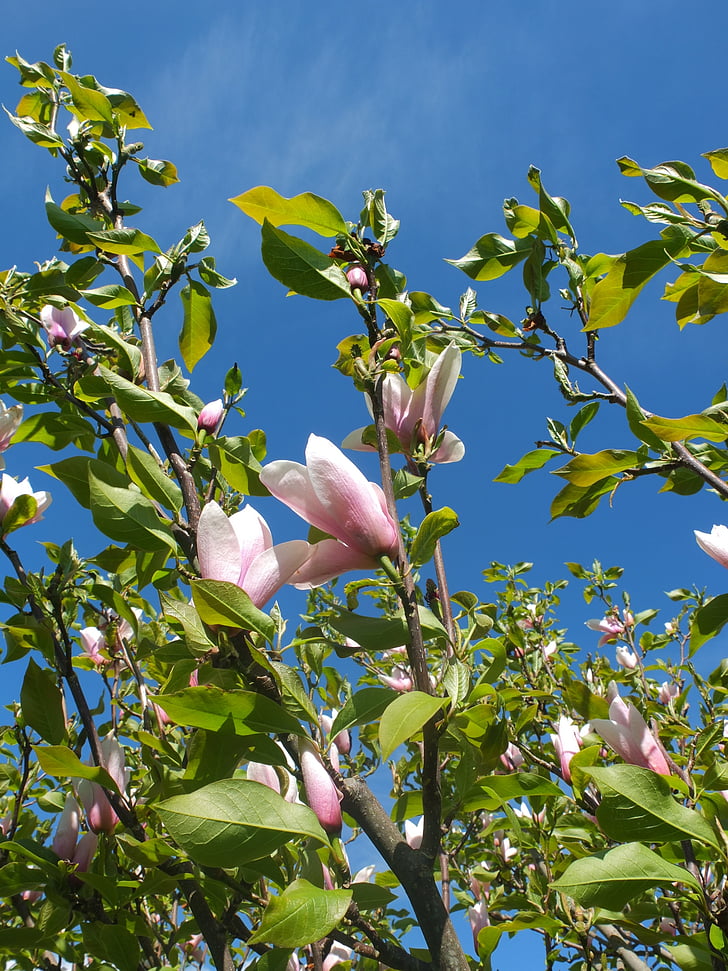 Magnolia, Blossom, tavaszi, virág, fa, növény, fióktelep