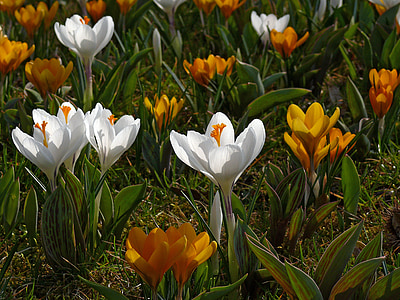 Krokus, weiß, Orange, Frühling, Blume, Blüte, Bloom