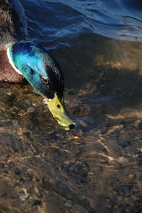 duck, mallard, male, bird, waterfowl, head, bill